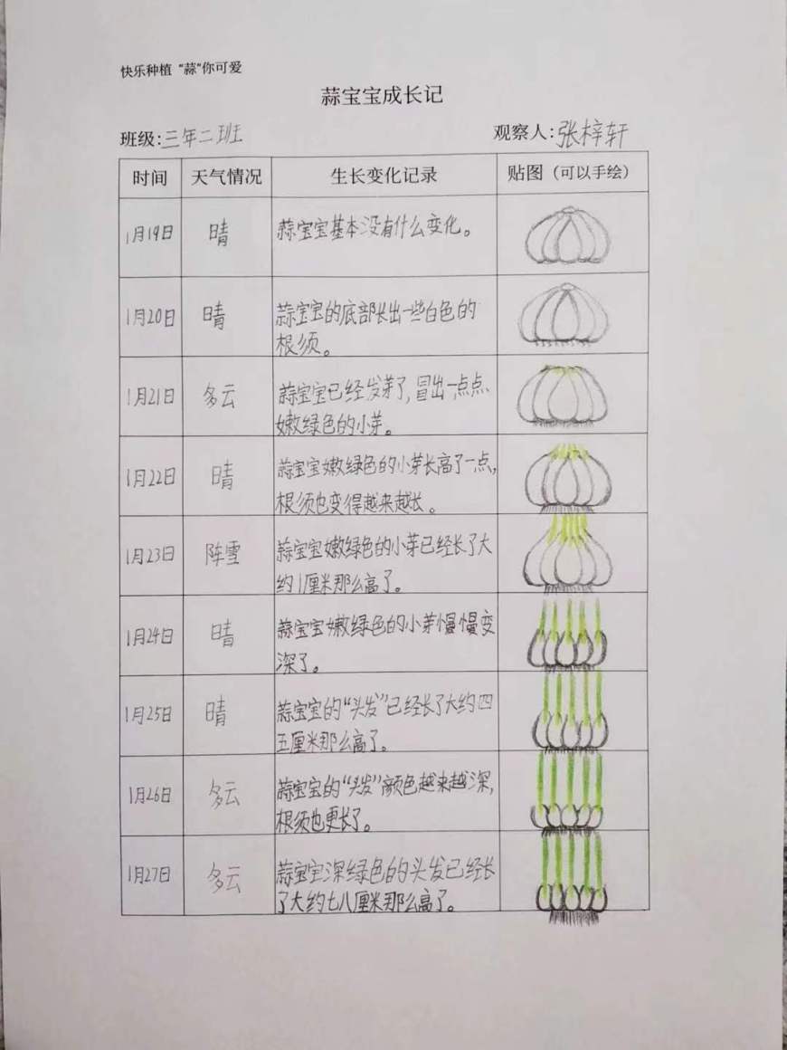 收获篇在孩子们的悉心照料下,大蒜不负众望,绿绿的蒜苗长得越来越高了